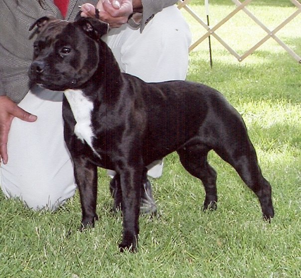 CH & AM Grand CH ZERCIOUS Met Eish at Classystaffys